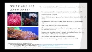 BIO-316 Final Project: The Evolution of Sea Anemones