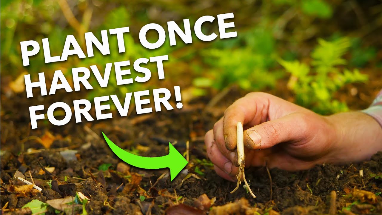 7 Easy Perennial Vegetables To Grow: Harvest Year After Year... 👩‍🌾 🧑‍🌾 thumbnail