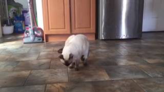 Butter on cats paws