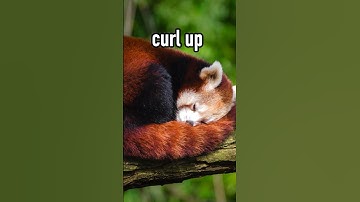 Red Pandas Use Their Tails As Pillows When They Sleep