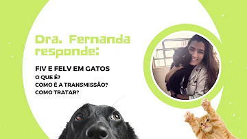 Como se transmite FIV e FeLV?