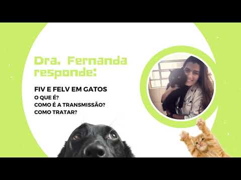 Vídeo: O Que é FeLV? - O Que é FIV?