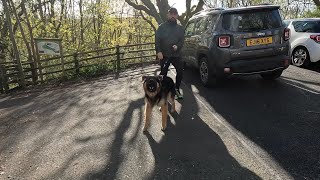People Reactive GSD Ozzy, lesson 1 by K9 boot camp, Andi Jackson 428 views 2 days ago 10 minutes, 49 seconds