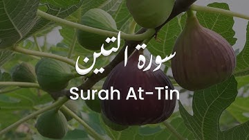 سورة التين للشيخ علي البراق | المصحف المرتل