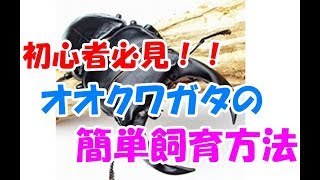 初心者必見！オオクワガタの飼育方法