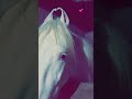 Horse Https Www Instagram Com Reel DS 6GRtE1qz Igsh MXc4dDY0aWJ2cDY5ZA