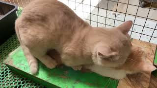 Cat in heat  || Bơ vs MiMo2 || Munchkin Mate || Cat breeding