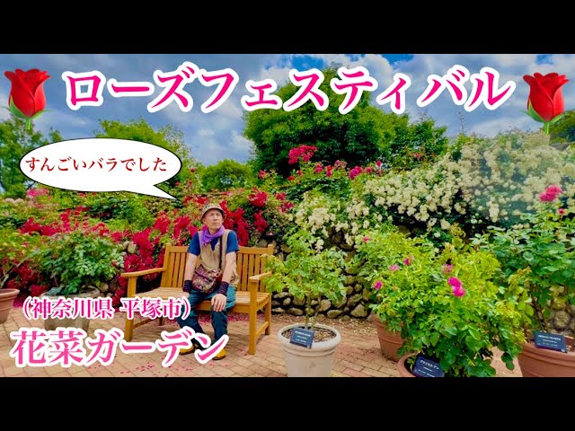 In Full Bloom! Early Summer at Kana Garden] Solo Trip (208