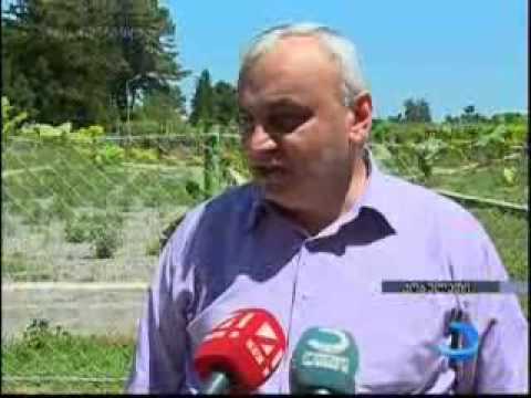 არჩილ ხაბაძე აგროსერვისცენტრის სანერგე მეურნეობაში მივიდა