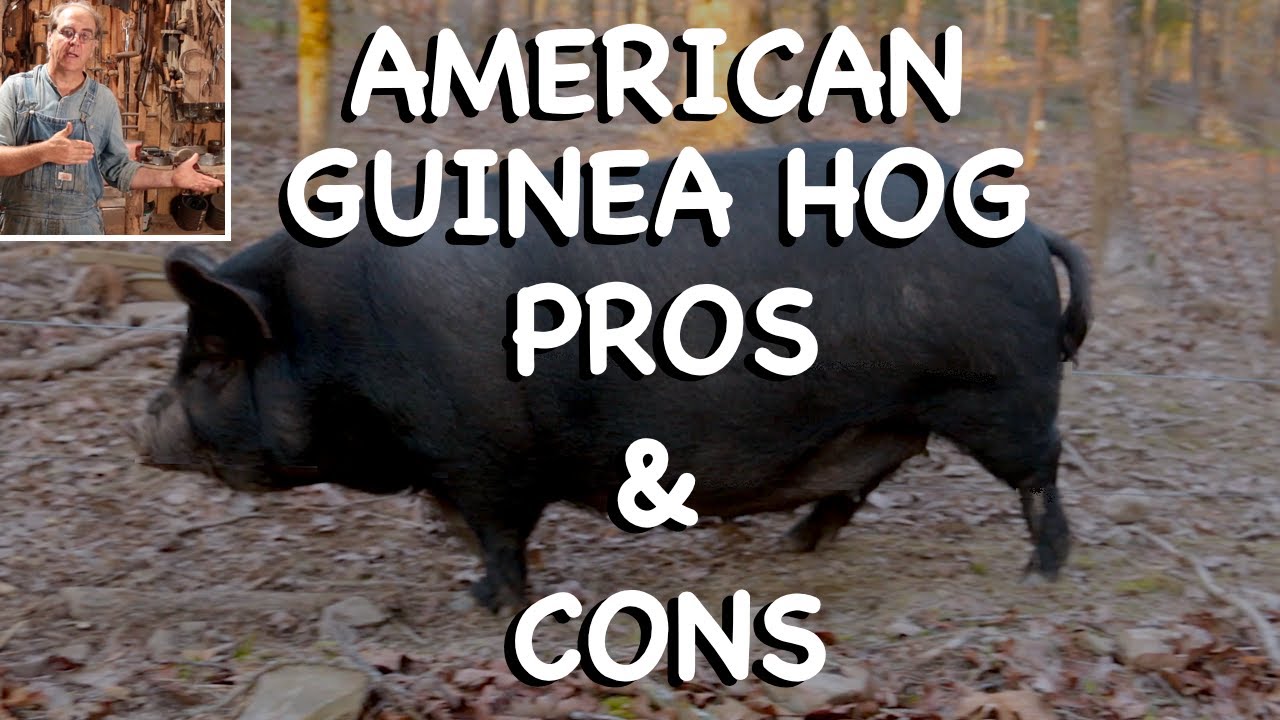 Fresh Camel Spider Meat For Geckos Guinea Hogs Reference: American Guinea Hog Pros Cons Fhc Q A