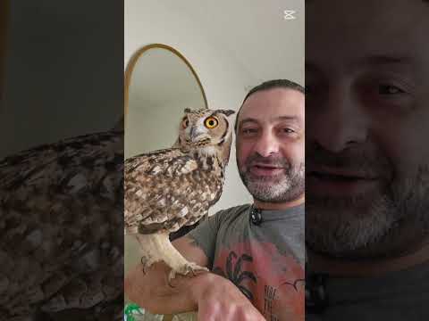 البومة ليلي هي البومة بتاكل اية في المنزل طيور بومه بومة