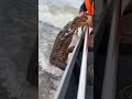 Komodo Dragon vs. Tiger Sharks: Impossible Boat Rescue! 🐉🦈