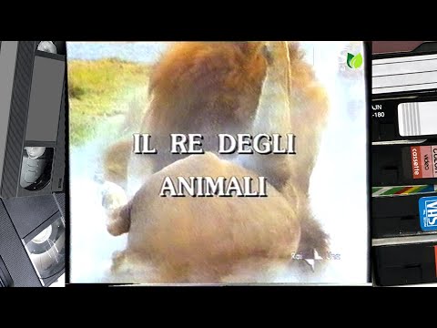 Video: Dove vive il leone? Specie e area di distribuzione degli animali