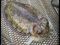 Морская рыбалка: каракатицы и осьминог!