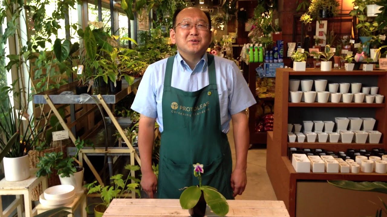 ファレノプシス ビオラセアの育て方・日常管理 - YouTube