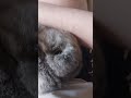 #yutubeshorts #cute #cuterabbit #rabbit #typebeat #bounce #music #mycuterabbit #subscribe