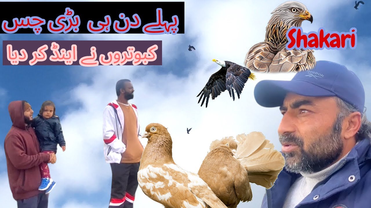 Spain Kabutar Bazzi Zorno Men Mosam Acha Tha