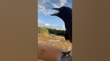 Farmer Regrets Teaching Crow 😂