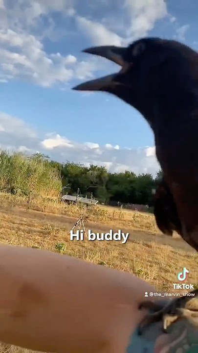 Farmer Regrets Teaching Crow 😂