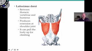 Appendicular Muscles