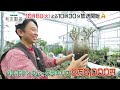 目指せ有吉園芸店!売れ筋植物を大調査【夢が咲く 有吉園芸~Road to open a garden shop~】