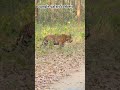 Corbett ki ek morning safari or King ke darshan #jimcorbett #safari time