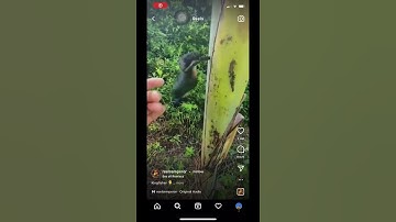 Freeing a bird stuck to a banana tree! 🥰🥰🥰