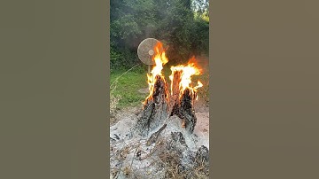 How to remove tree stump #shorts
