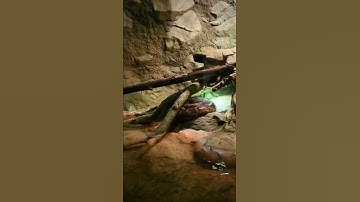 Giant Python Eats Man