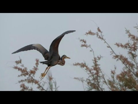 Ερωδιοί (Ardeidae) /
