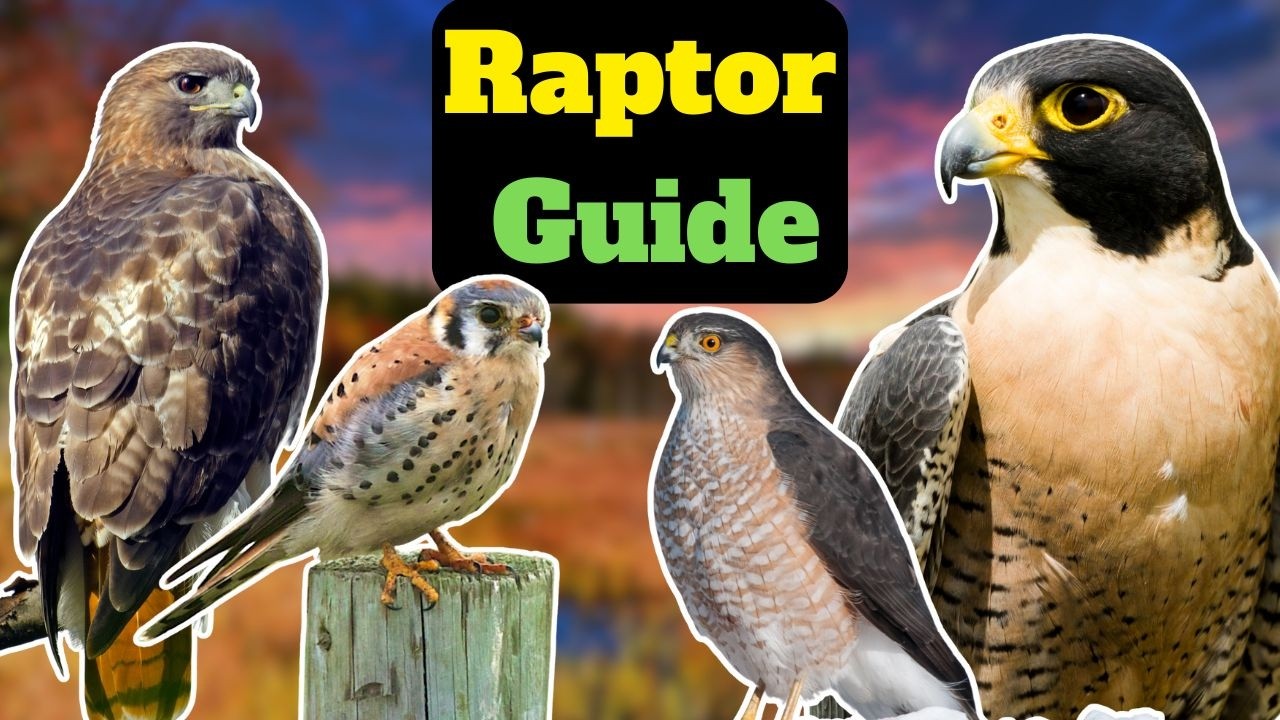 Become a Raptor ID Master in 19 Minutes - YouTube