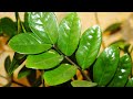Zamioculcas Zamiifolia Propagation | Separation of Rhizomes
