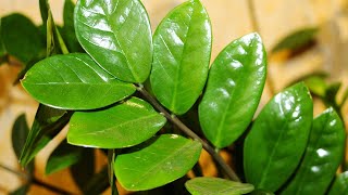 Zamioculcas propagation (separation of rhizomes)