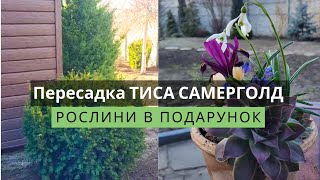 Тис ягідний Саммерголд. Пересадка великого тиса. Підживлення для троянд.