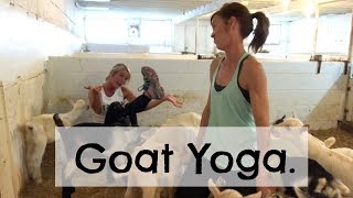 Goat Yoga  |  Vlog 20