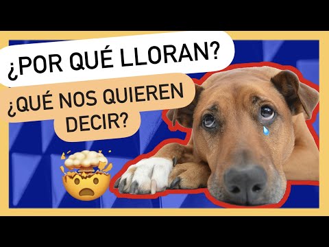 Video: Este video de un perro que llora se ha vuelto viral, pero esto es lo que realmente está pasando