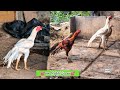 Short Beak Long Tail Rooster | 7036357486 | Video 2498 | Rythu Market 2
