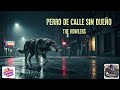 Perro de Calle sin Dueño