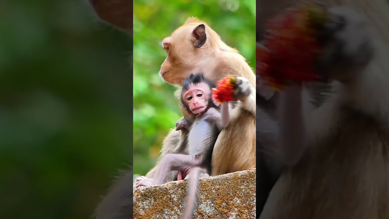 Monkey Family 