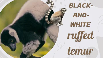 🐒 The Black-and-White Ruffed Lemur: Madagascar’s Loudest Pollinator! 🌿
