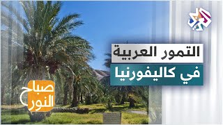 تعرفوا على أسرار زراعة التمور العربية في الولايات المتحدة