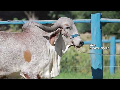 LOTE 23 ESCALADA FIV DA MATUTINA ROPM 331