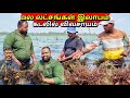     seaweed farm jaffna  alasteen rock