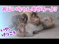【パンチくん🐵】子猿のプロレスに巻き込まれるおじいちゃん猿。市川市動植物園 のニホンザル「パンチくん」Punch the monkey