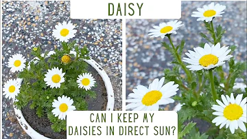 How To Take Care Of Daisy Plants | Repotting Of Daisies | Everything You Should Know About Daisies