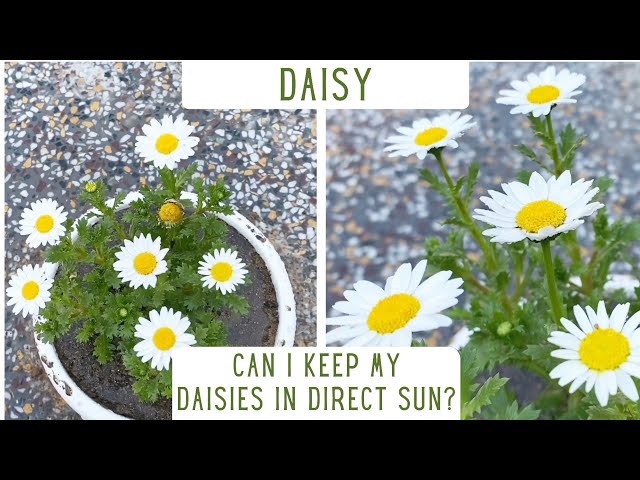 How To Take Care Of Daisy Plants | Repotting Of Daisies | Everything You Should Know About Daisies class=