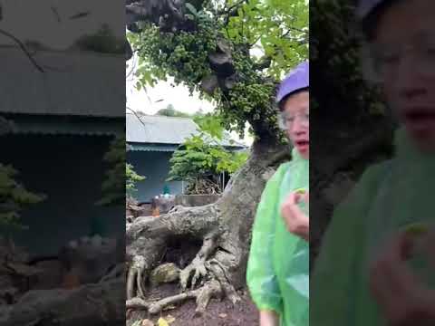 Video Sung - youtube