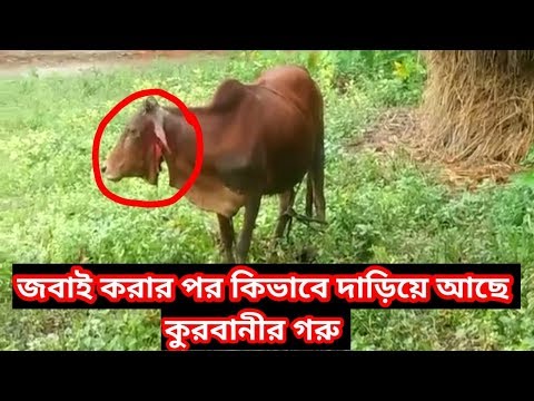 ভিডিও: বলডারড্যাশ মানে কি আজেবাজে কথা?