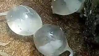 Cuttlefish hatching