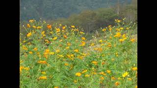 Tadashi Yamazaki / String Quartet No. 3 in D major, YOp. 18 / 1. Allegro - Andante